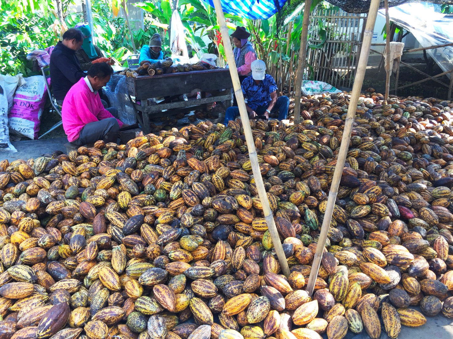 lampang direct trade