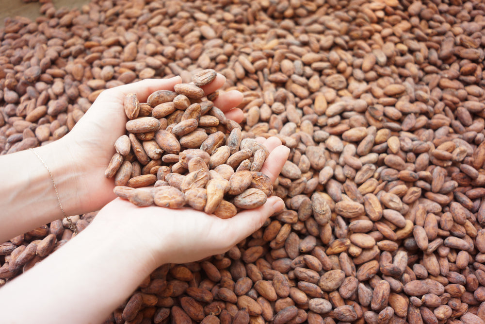cocao-bean