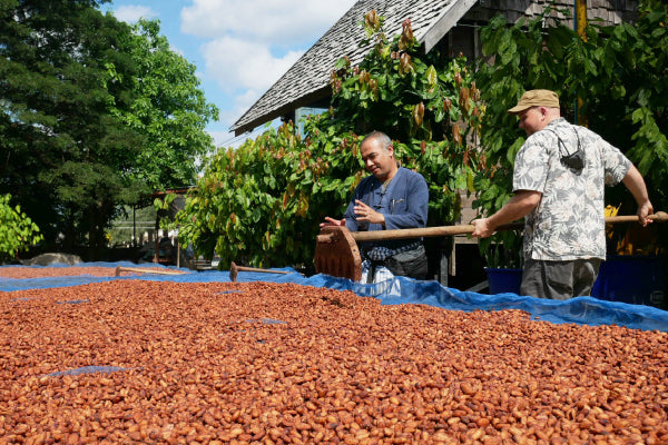 siamaya cacao-farm