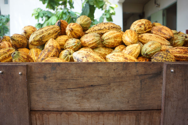 cacao pot farm