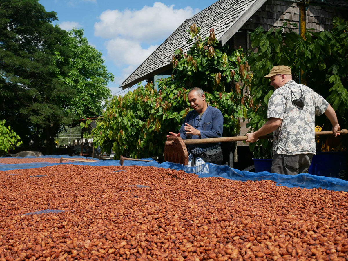 Pathom showing Neil the cacao drying beds in Lampang